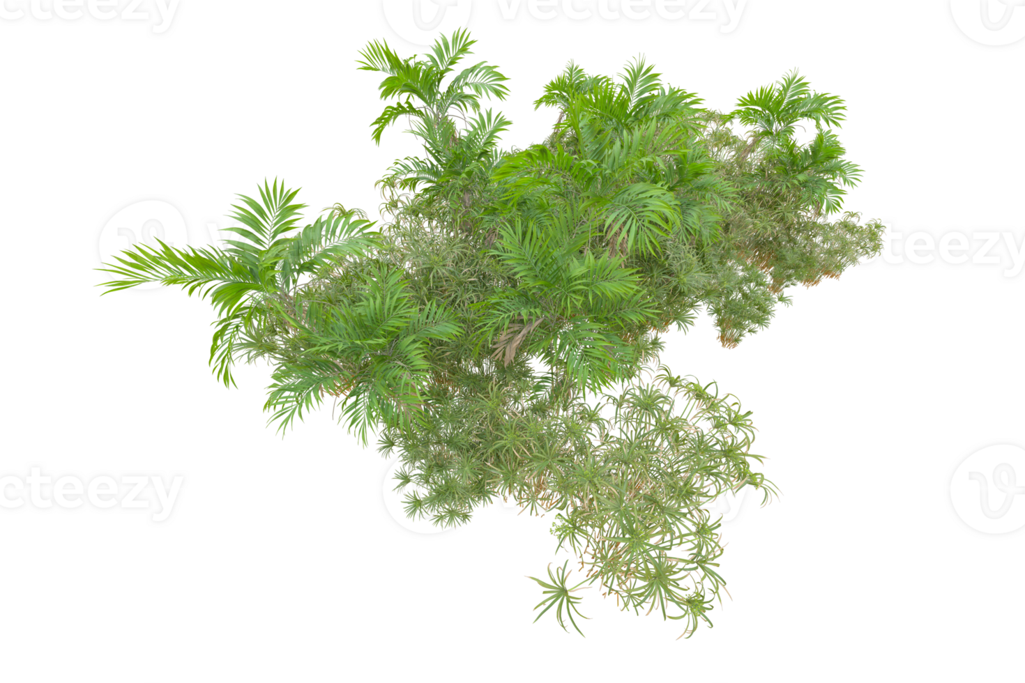 Tropical forest isolated on transparent background. 3d rendering - illustration png