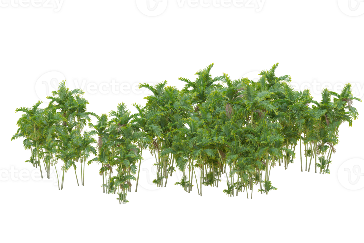 Tropical forest isolated on transparent background. 3d rendering - illustration png