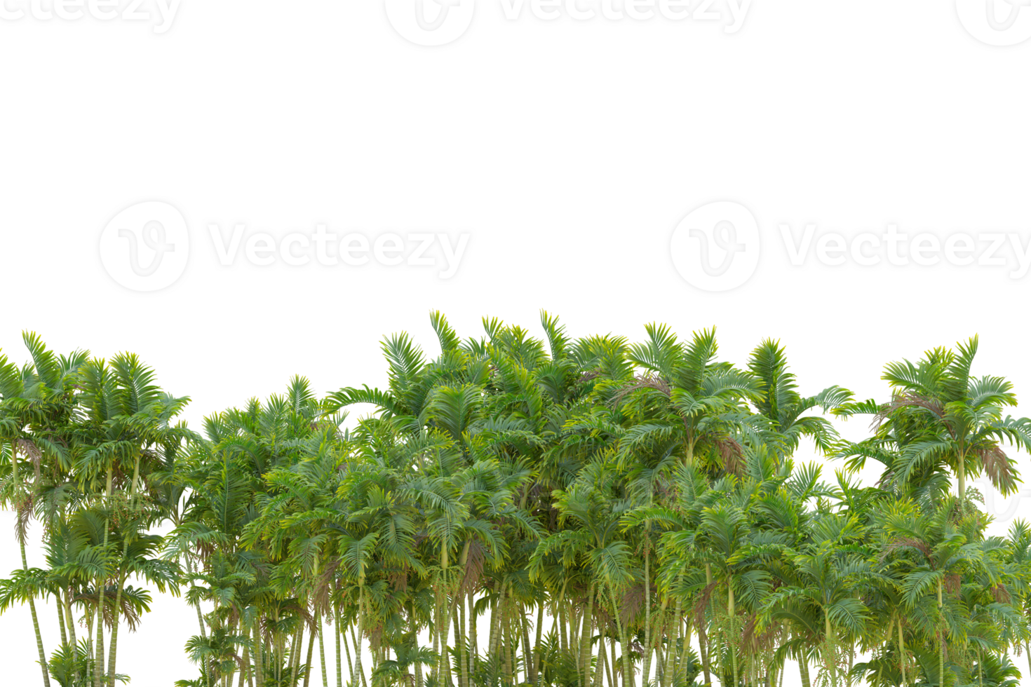 Tropical forest isolated on transparent background. 3d rendering - illustration png