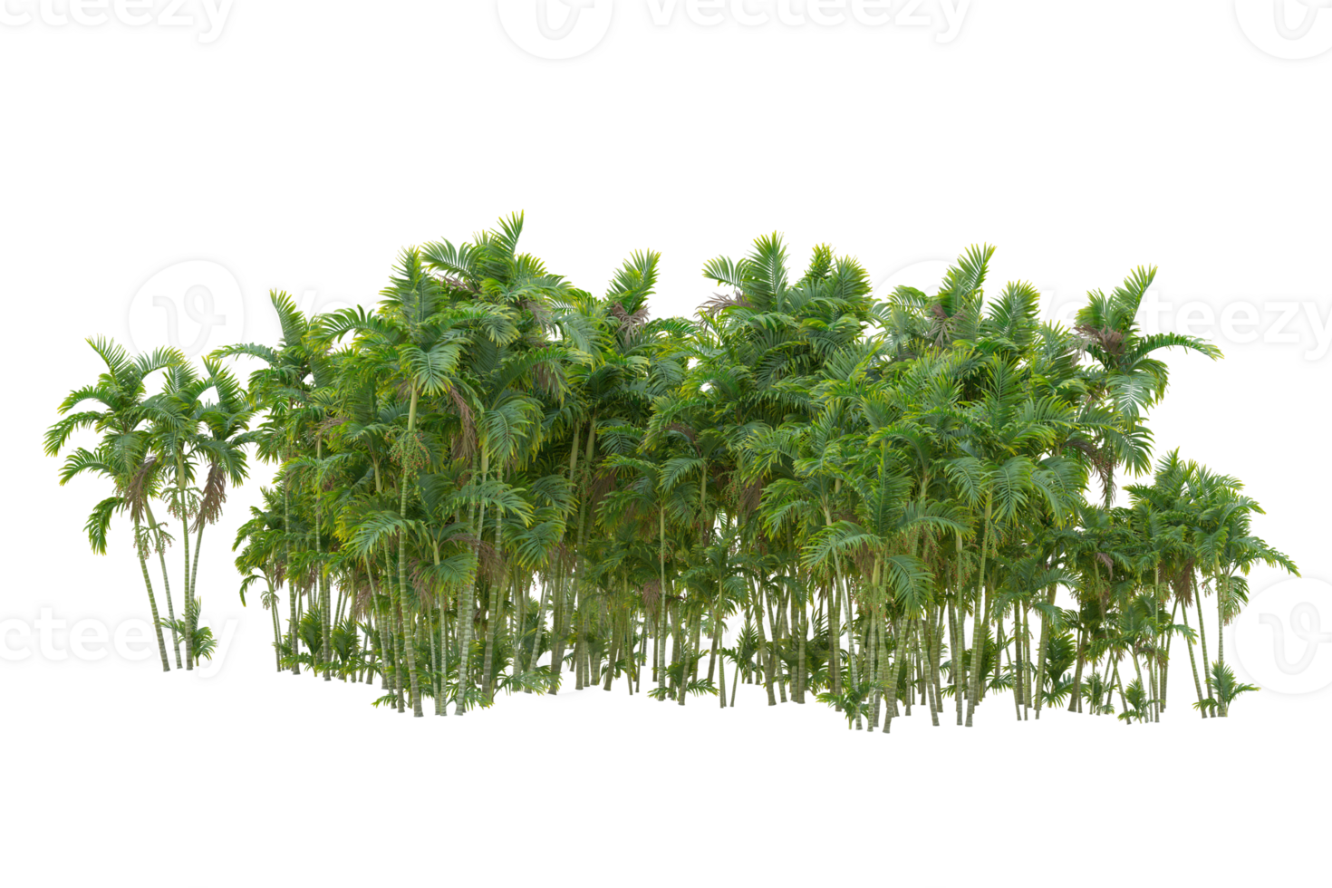 Tropical forest isolated on transparent background. 3d rendering - illustration png