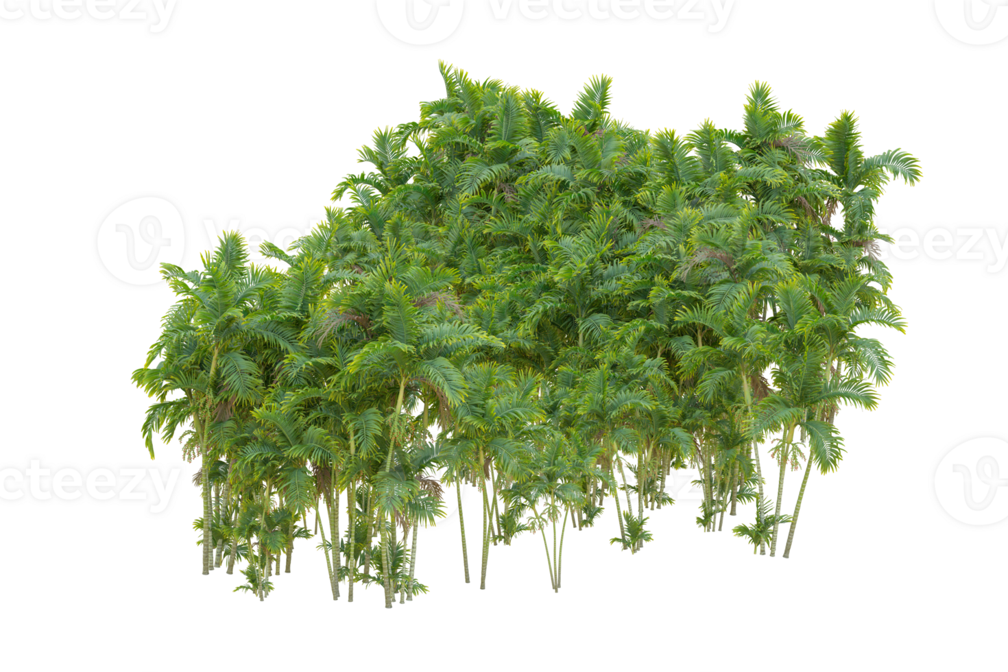 Tropical forest isolated on transparent background. 3d rendering - illustration png