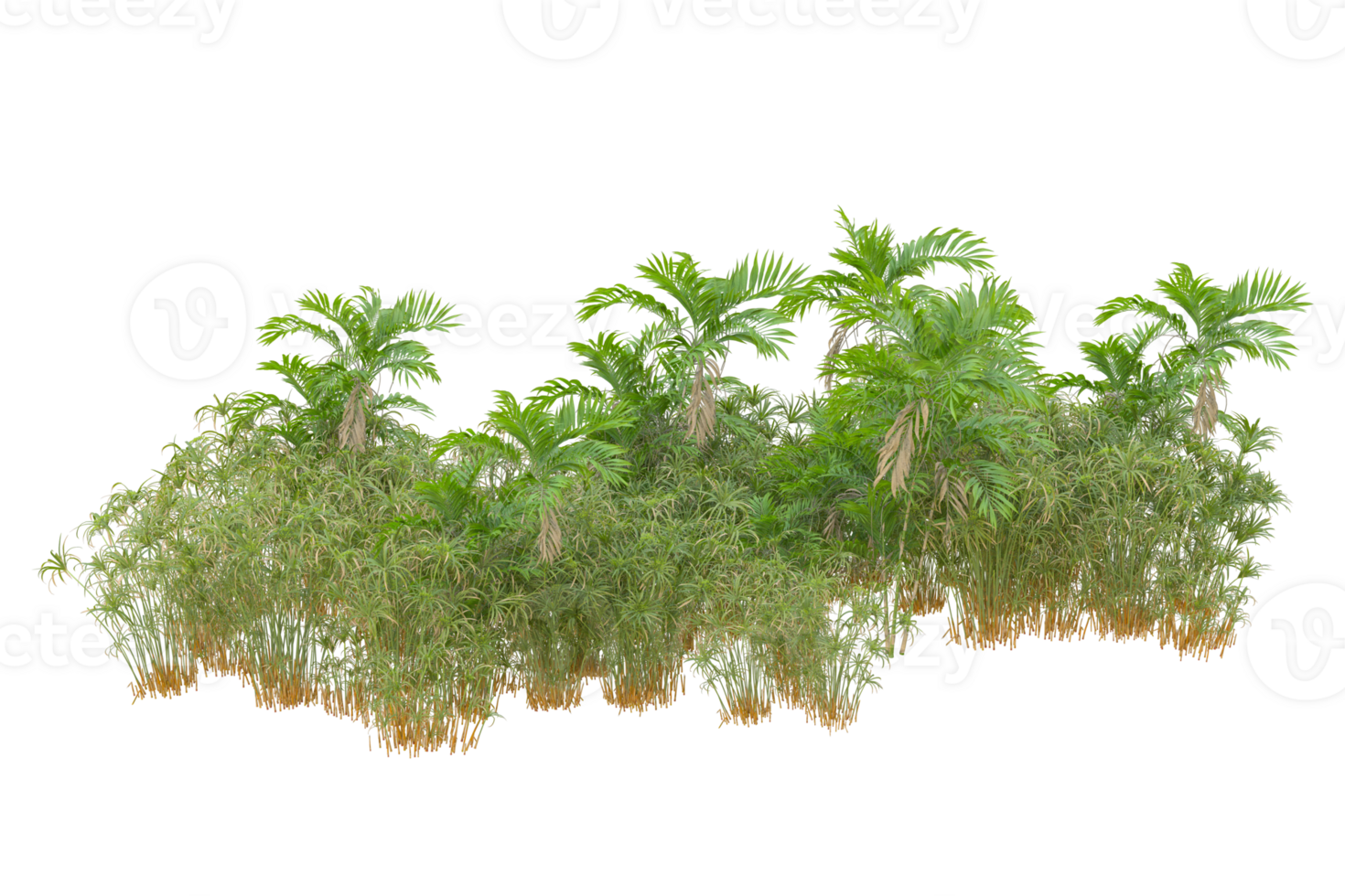 Tropical forest isolated on transparent background. 3d rendering - illustration png