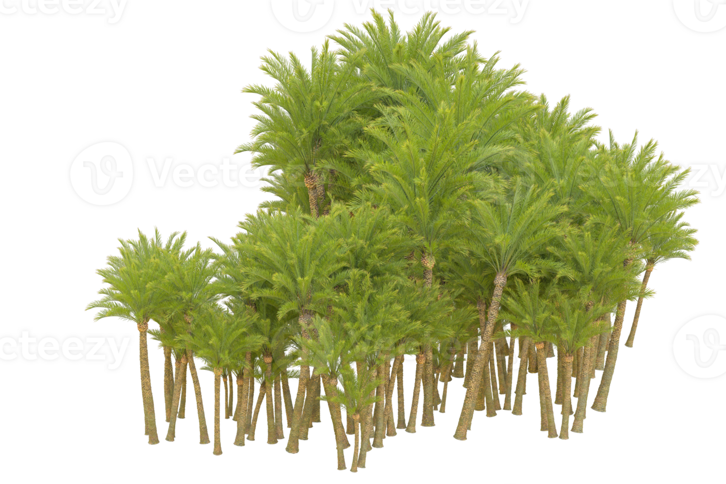 Tropical forest isolated on transparent background. 3d rendering - illustration png