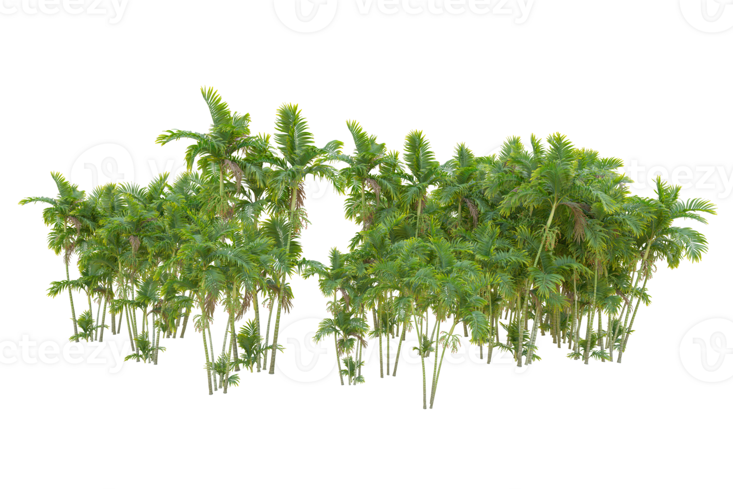 Tropical forest isolated on transparent background. 3d rendering - illustration png