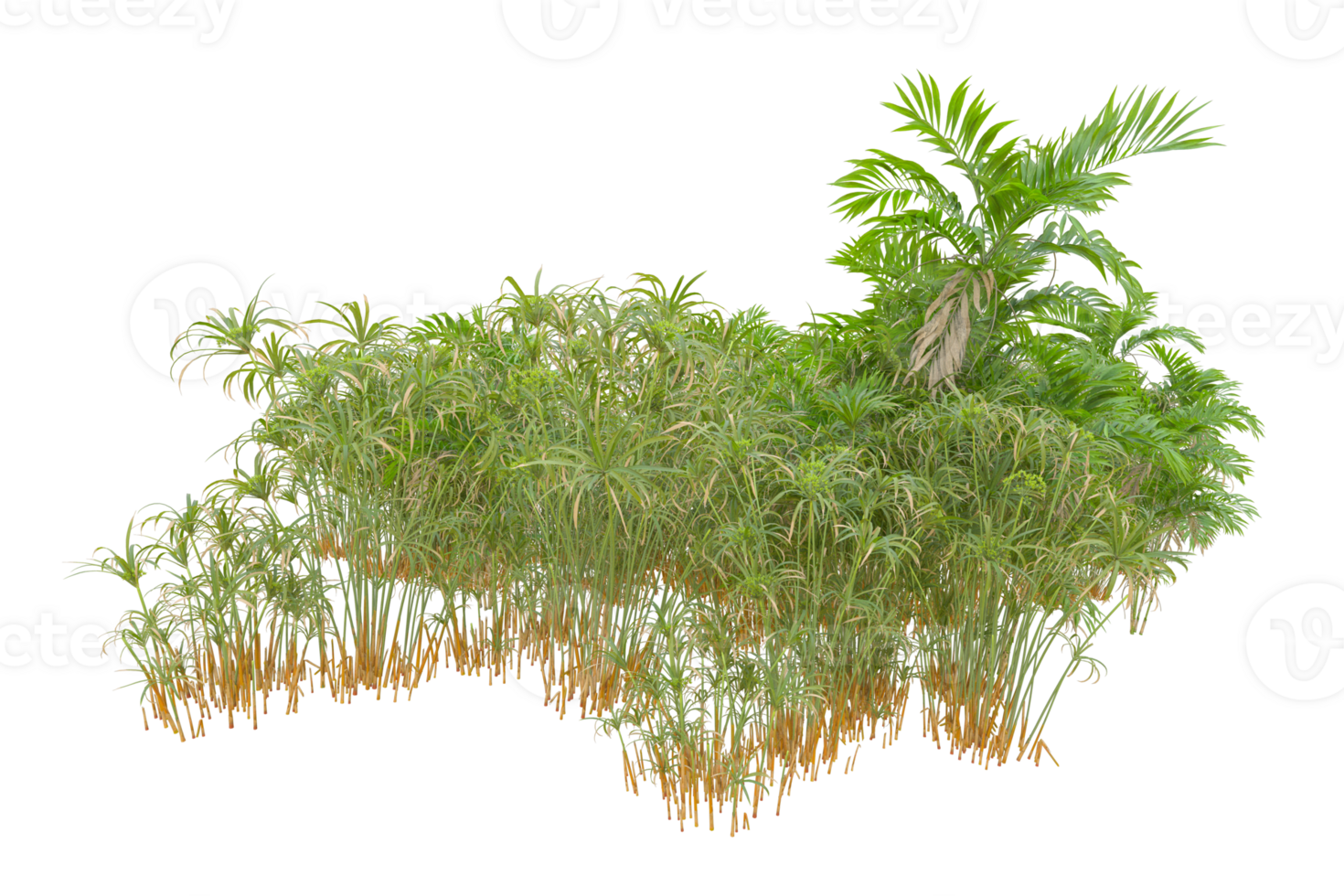 Tropical forest isolated on transparent background. 3d rendering - illustration png