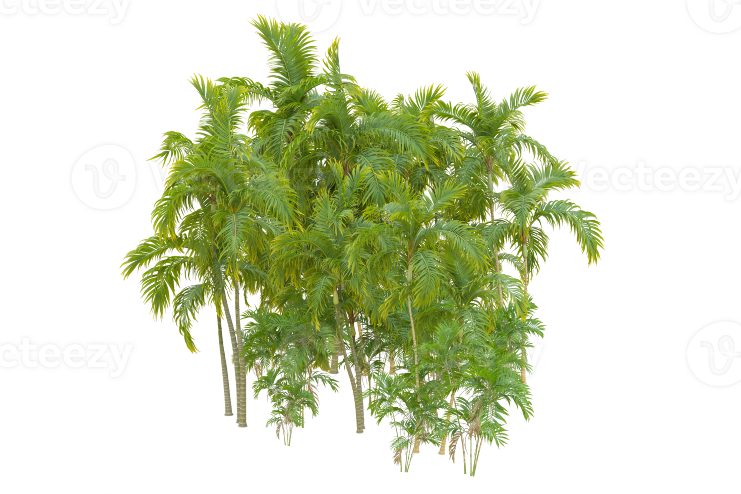 Tropical forest isolated on transparent background. 3d rendering - illustration png