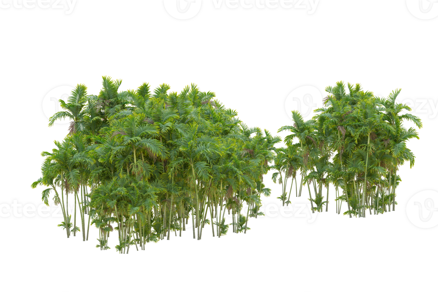 Tropical forest isolated on transparent background. 3d rendering - illustration png