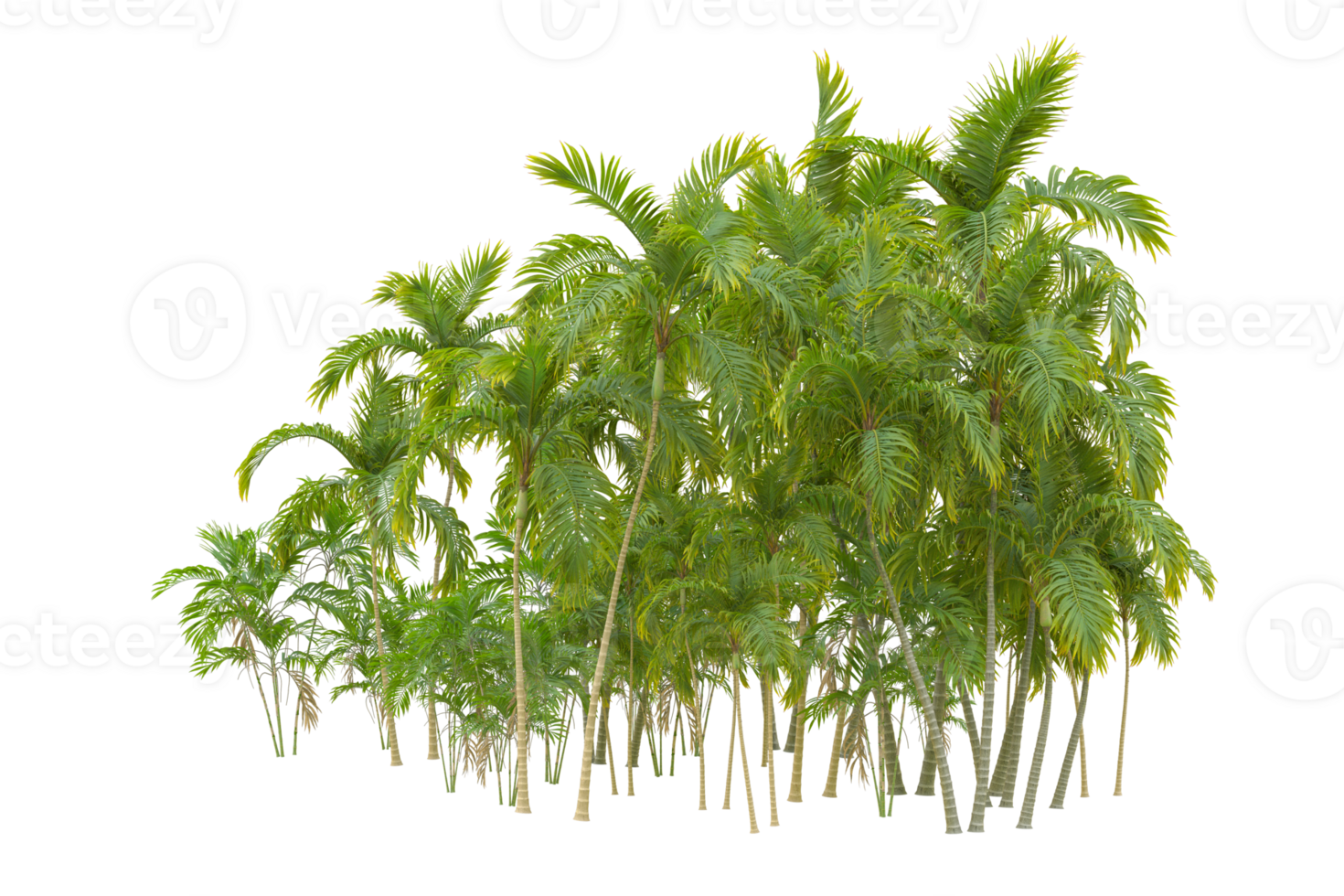Tropical forest isolated on transparent background. 3d rendering - illustration png