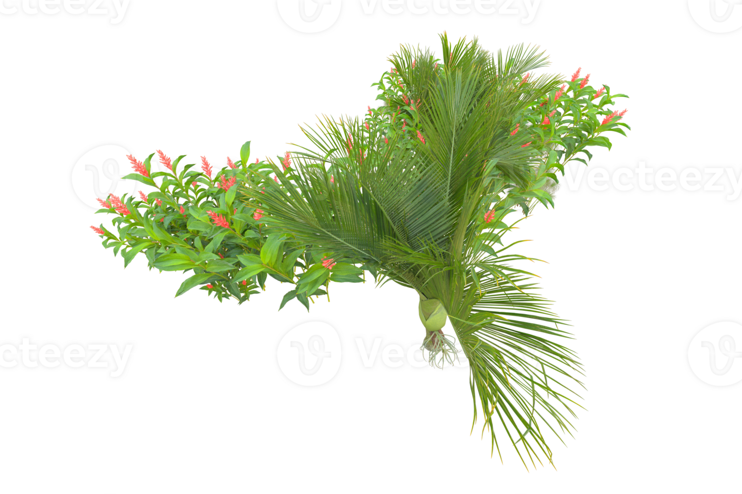 Tropical forest isolated on transparent background. 3d rendering - illustration png