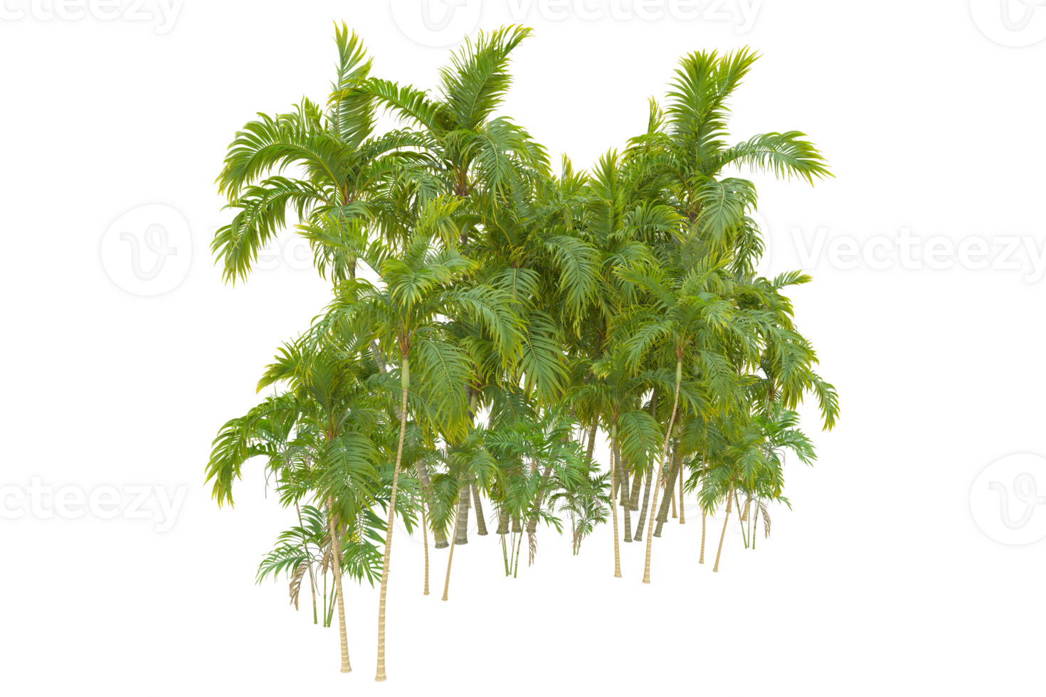 Tropical forest isolated on transparent background. 3d rendering - illustration png