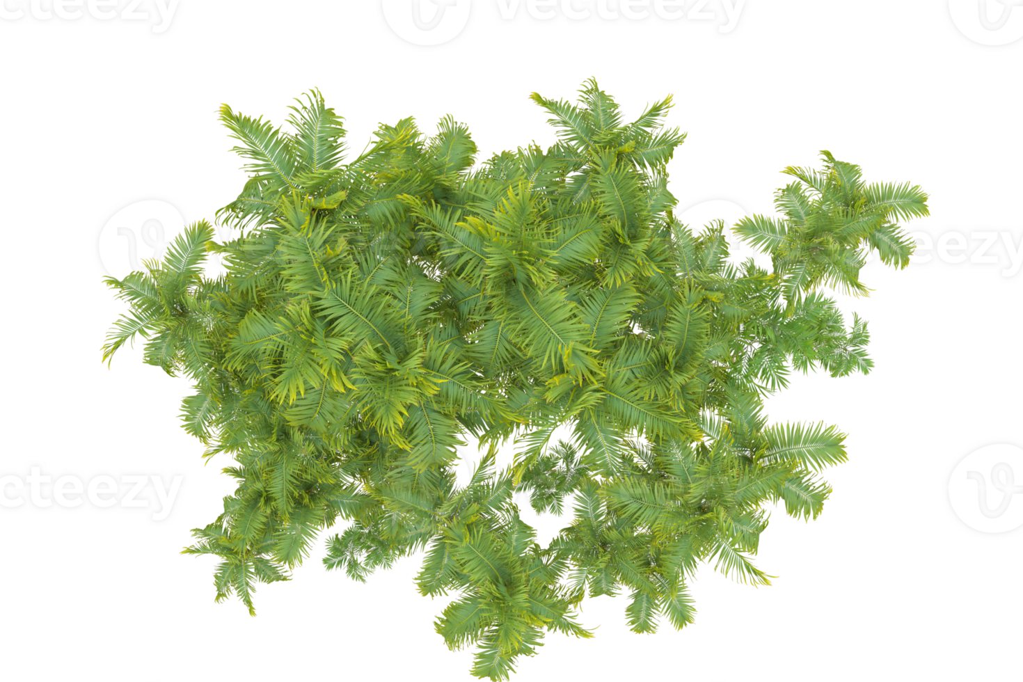 Tropical forest isolated on transparent background. 3d rendering - illustration png