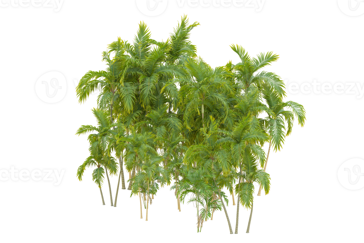 Tropical forest isolated on transparent background. 3d rendering - illustration png