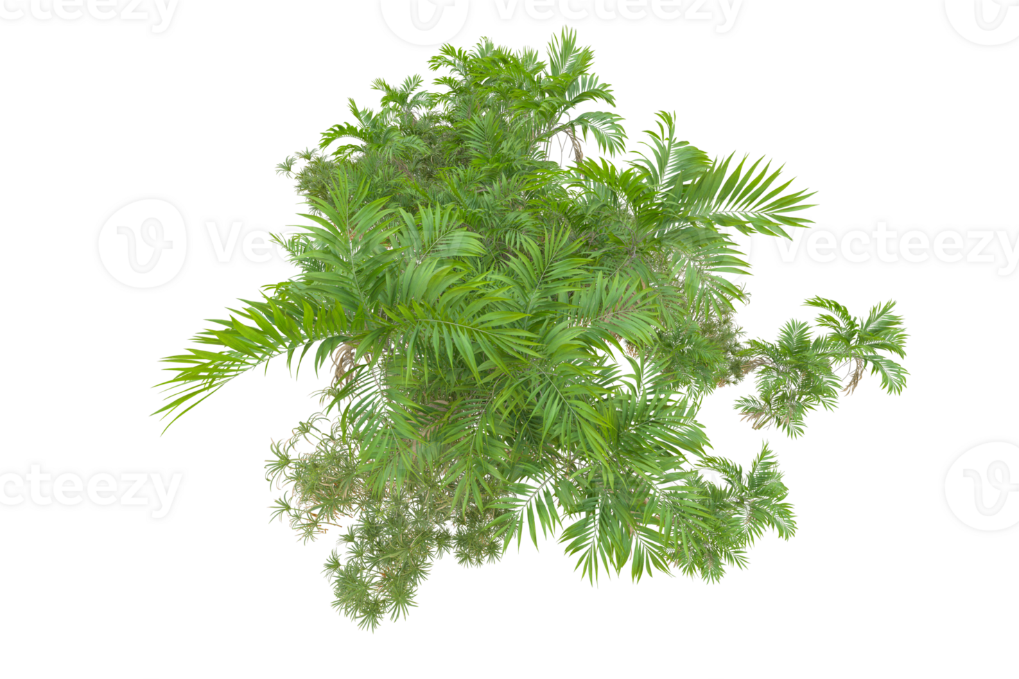Tropical forest isolated on transparent background. 3d rendering - illustration png