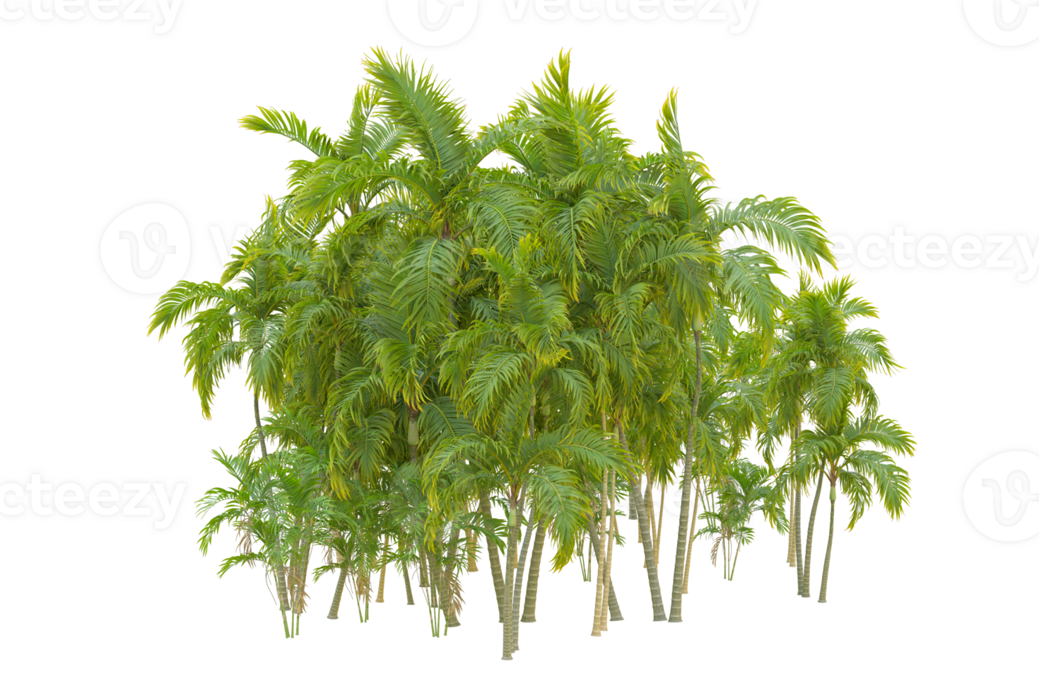 Tropical forest isolated on transparent background. 3d rendering - illustration png