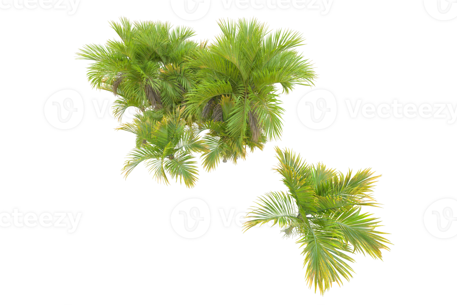 Tropical forest isolated on transparent background. 3d rendering - illustration png