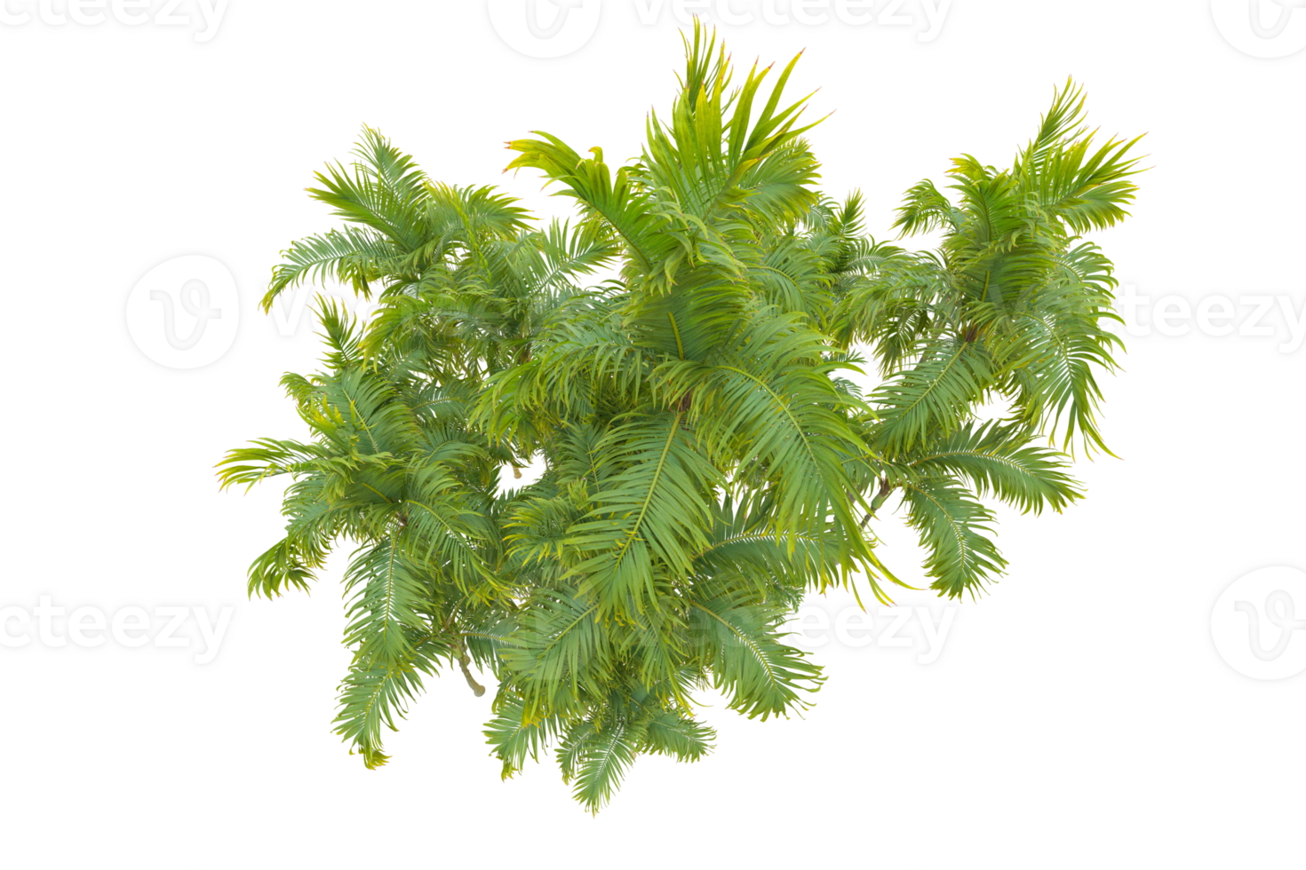Tropical forest isolated on transparent background. 3d rendering - illustration png