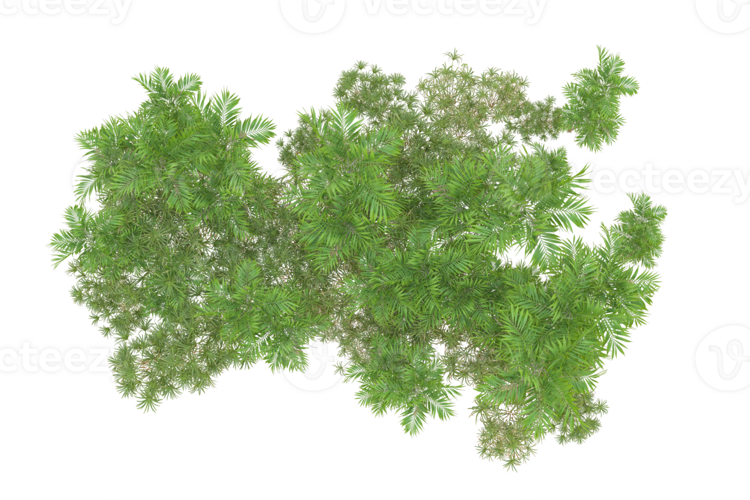 Tropical forest isolated on transparent background. 3d rendering - illustration png