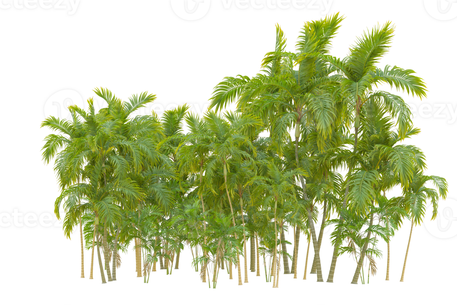 Tropical forest isolated on transparent background. 3d rendering - illustration png