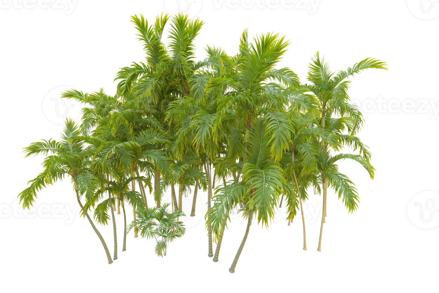 Tropical forest isolated on transparent background. 3d rendering - illustration png