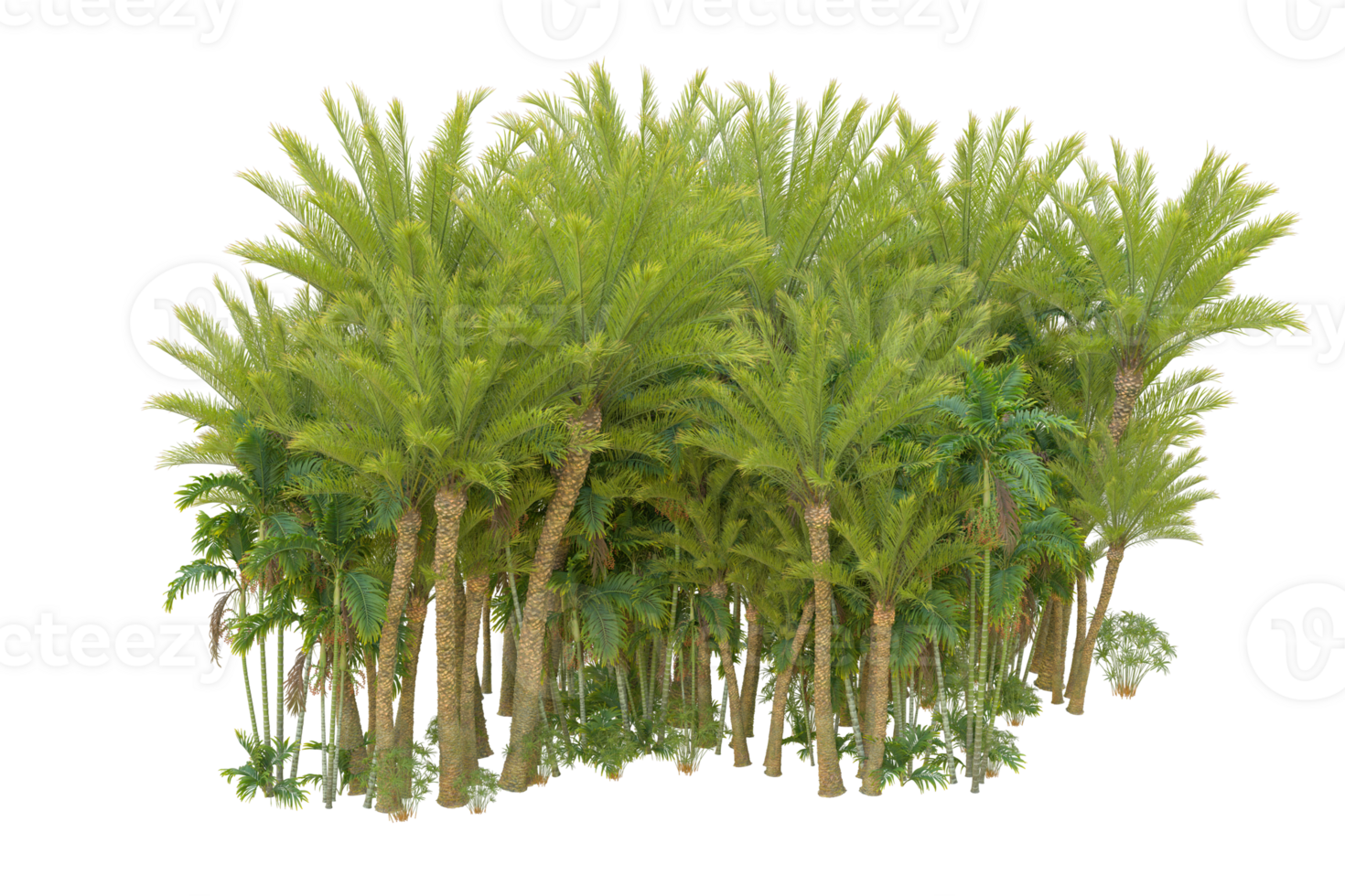 Tropical forest isolated on transparent background. 3d rendering - illustration png