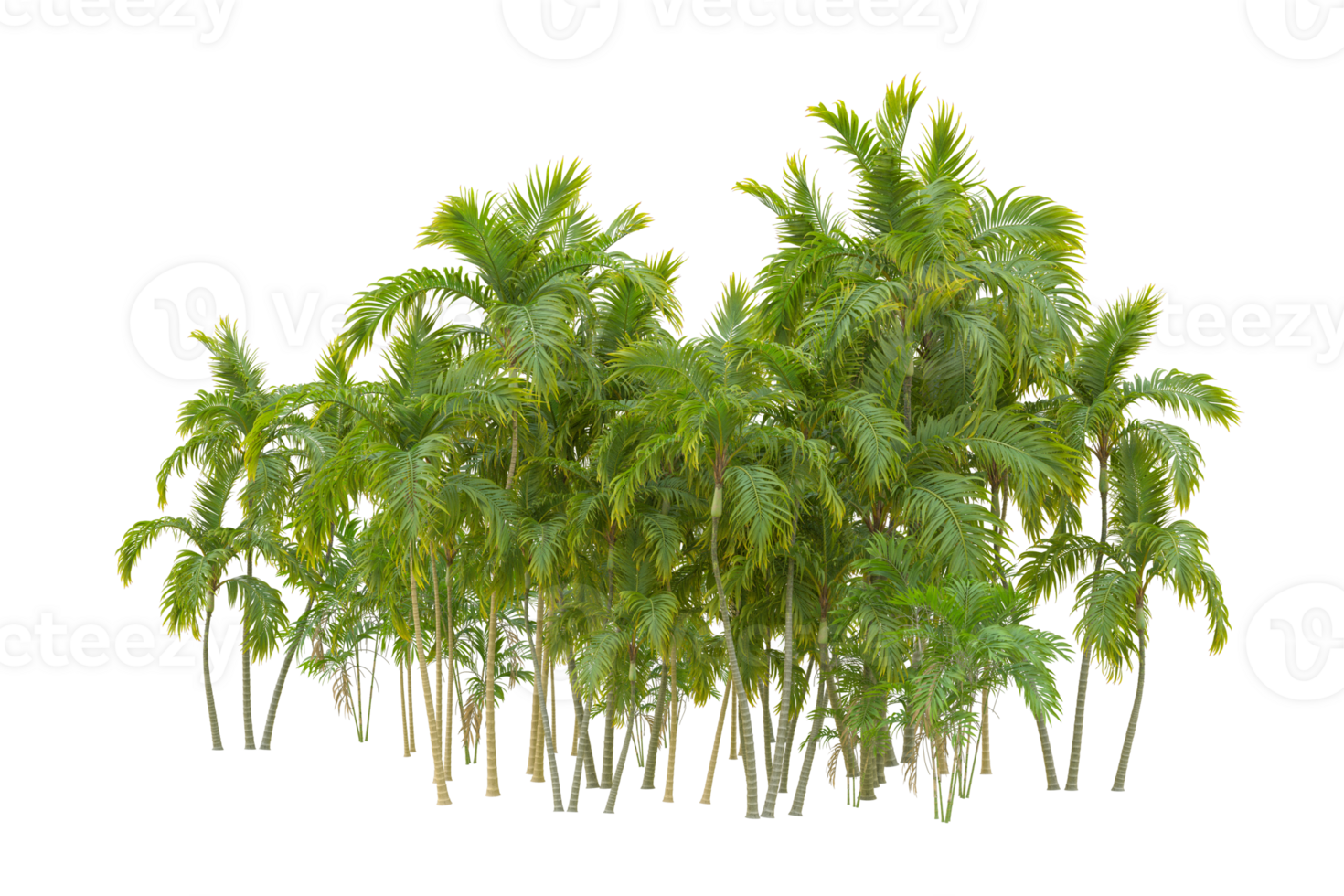 Tropical forest isolated on transparent background. 3d rendering - illustration png