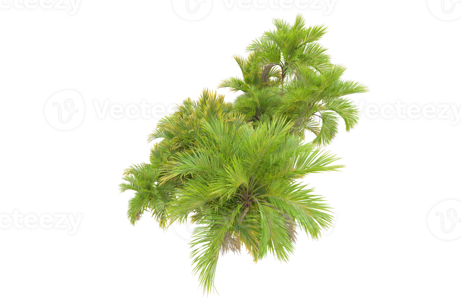 Tropical forest isolated on transparent background. 3d rendering - illustration png