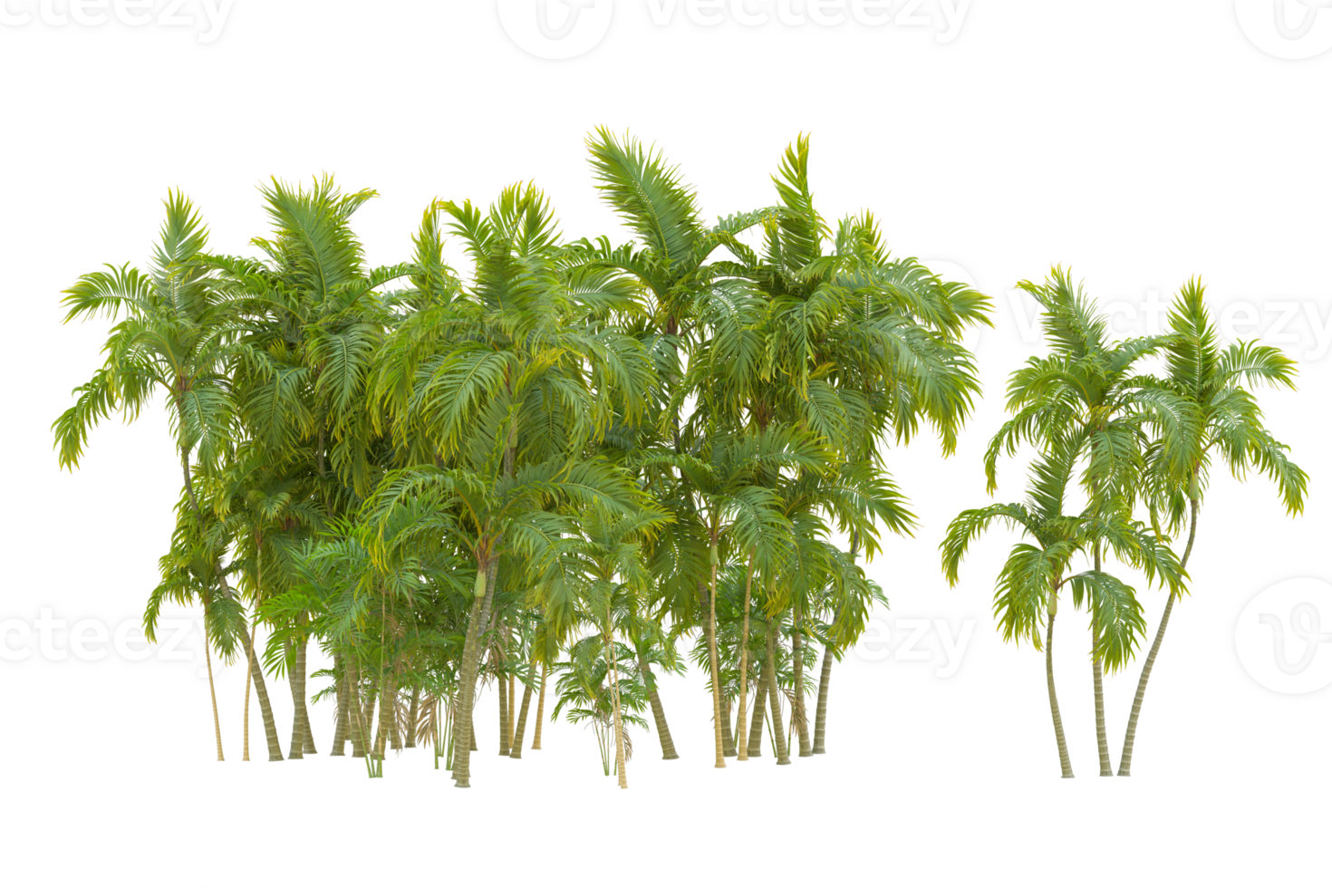 Tropical forest isolated on transparent background. 3d rendering - illustration png