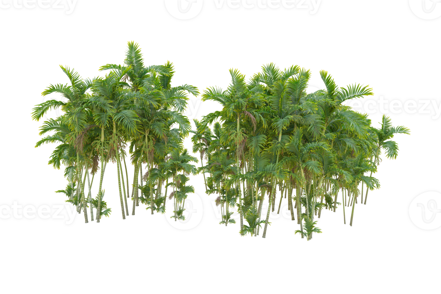 Tropical forest isolated on transparent background. 3d rendering - illustration png