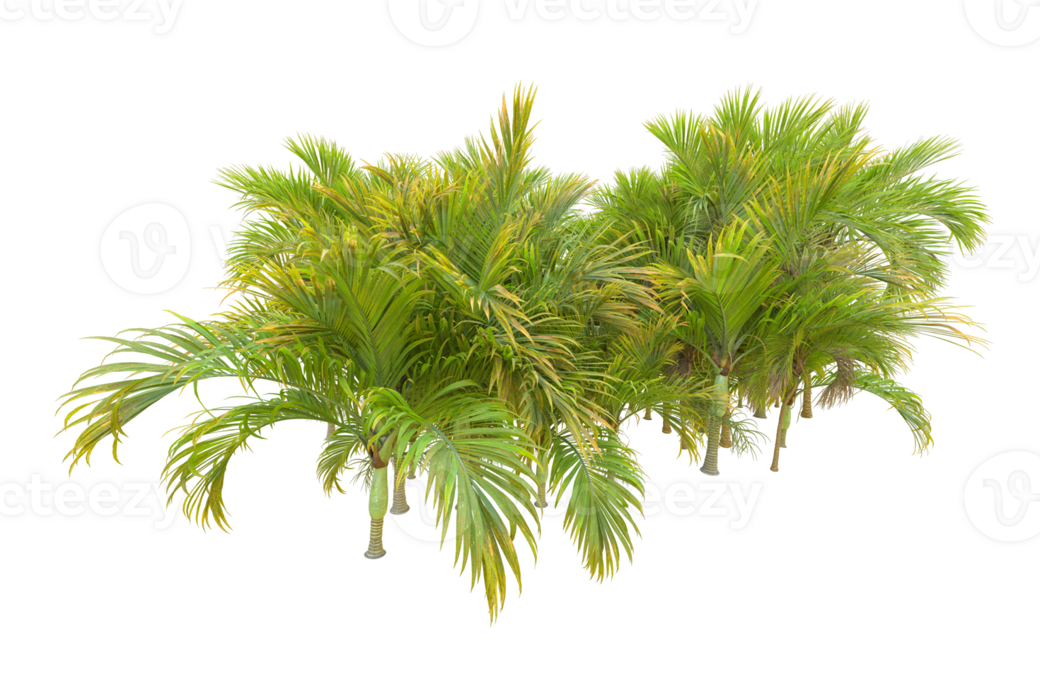 Tropical forest isolated on transparent background. 3d rendering - illustration png
