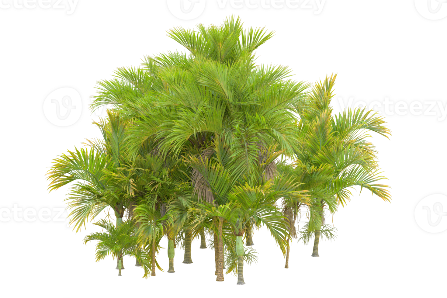 Tropical forest isolated on transparent background. 3d rendering - illustration png
