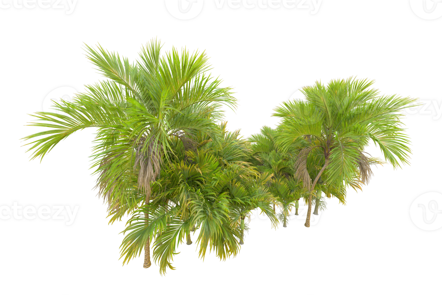 Tropical forest isolated on transparent background. 3d rendering - illustration png