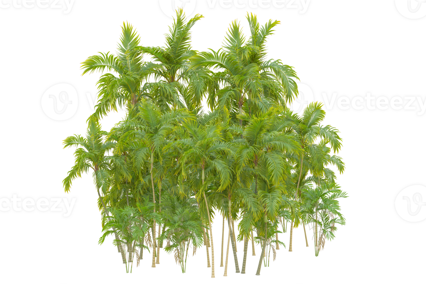 Tropical forest isolated on transparent background. 3d rendering - illustration png