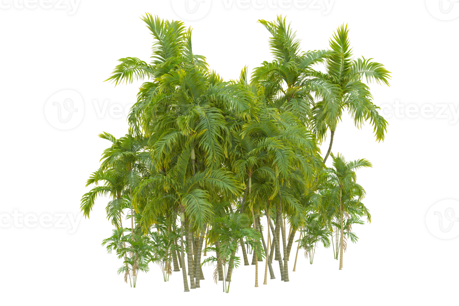 Tropical forest isolated on transparent background. 3d rendering - illustration png