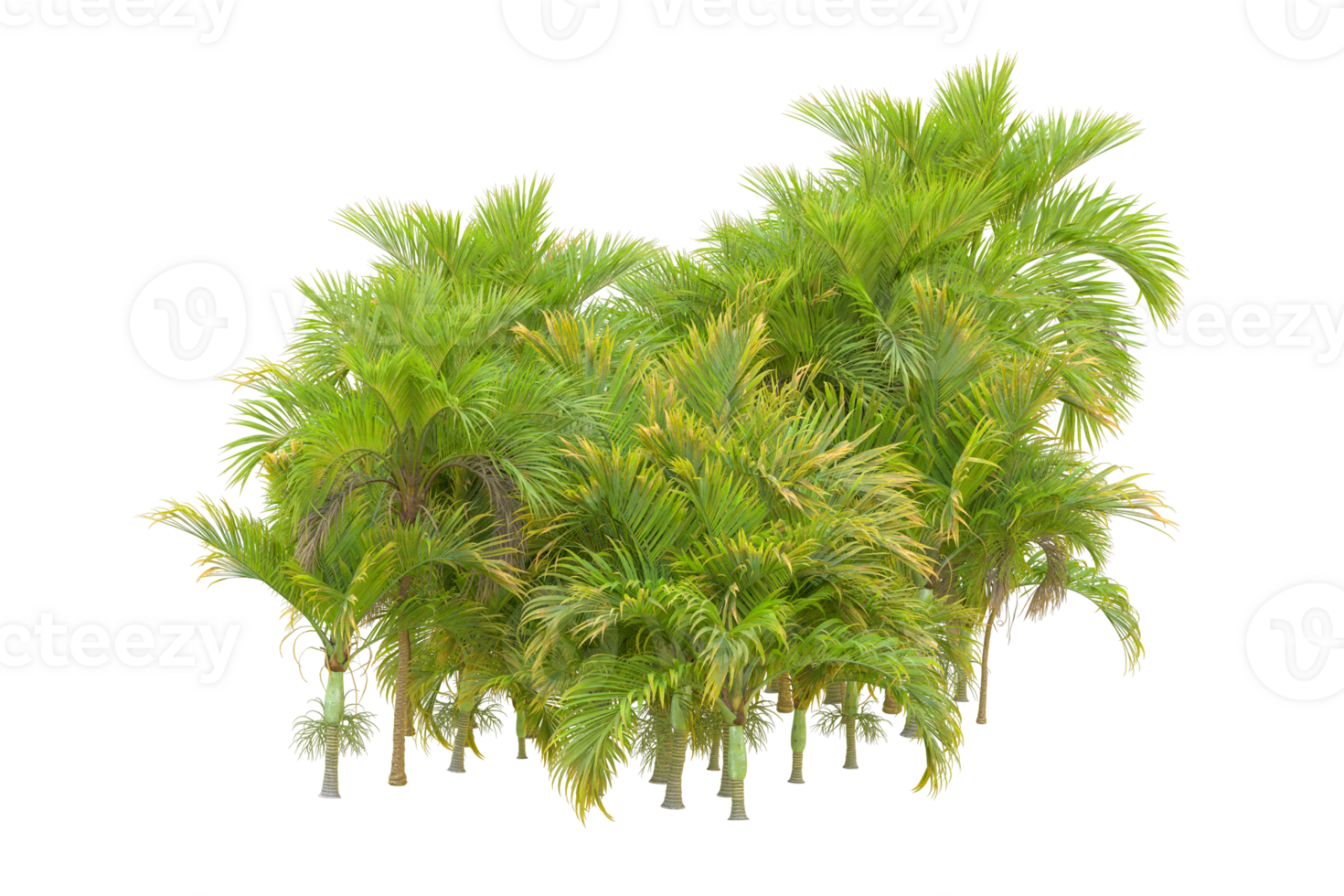 Tropical forest isolated on transparent background. 3d rendering - illustration png