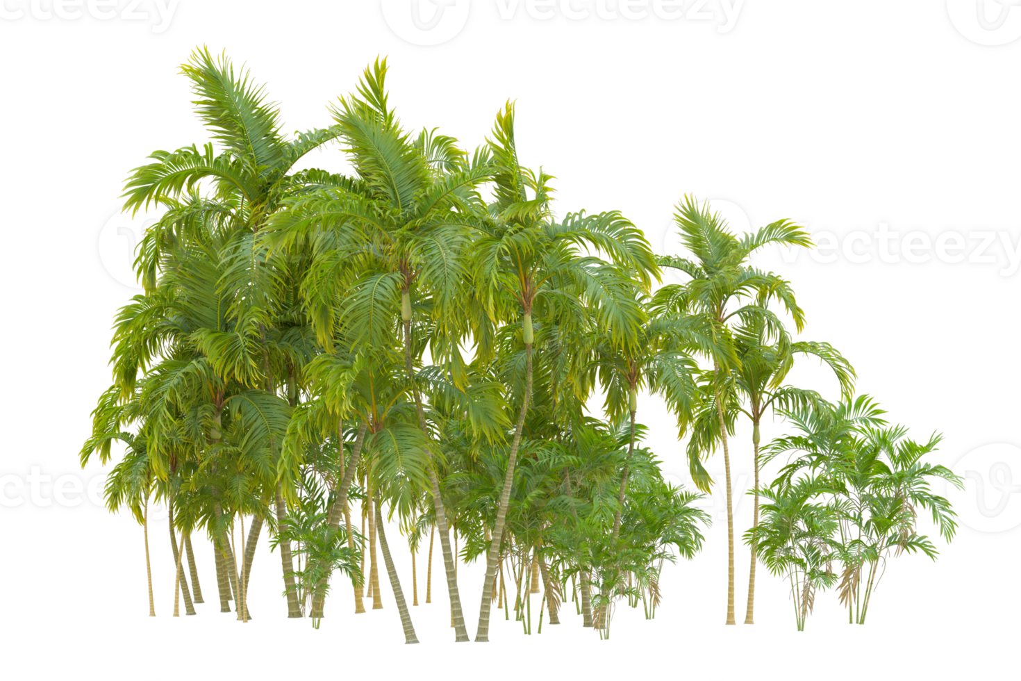 Tropical forest isolated on transparent background. 3d rendering - illustration png