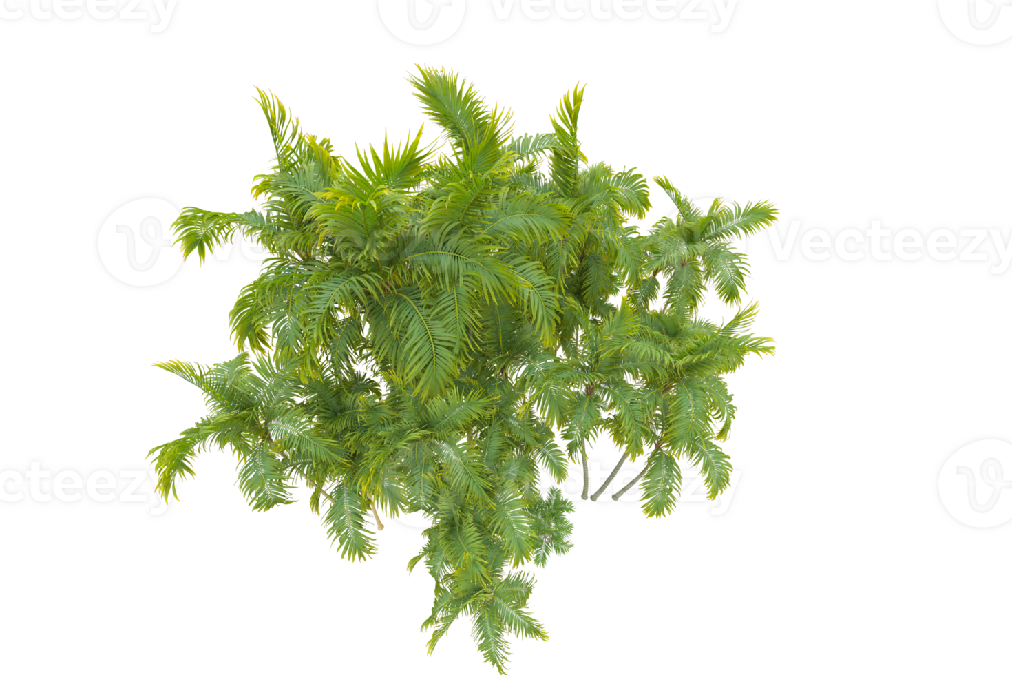 Tropical forest isolated on transparent background. 3d rendering - illustration png