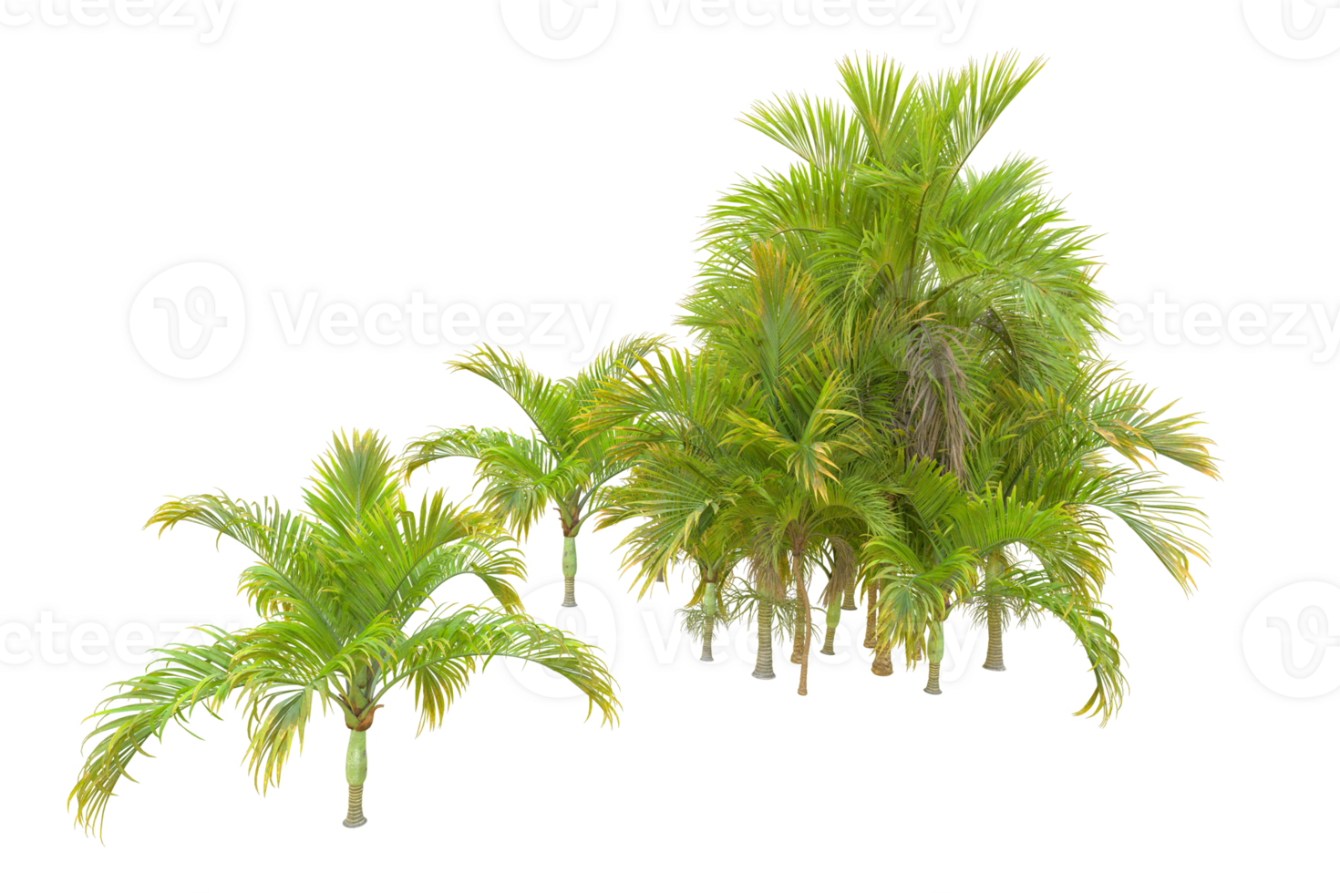 Tropical forest isolated on transparent background. 3d rendering - illustration png