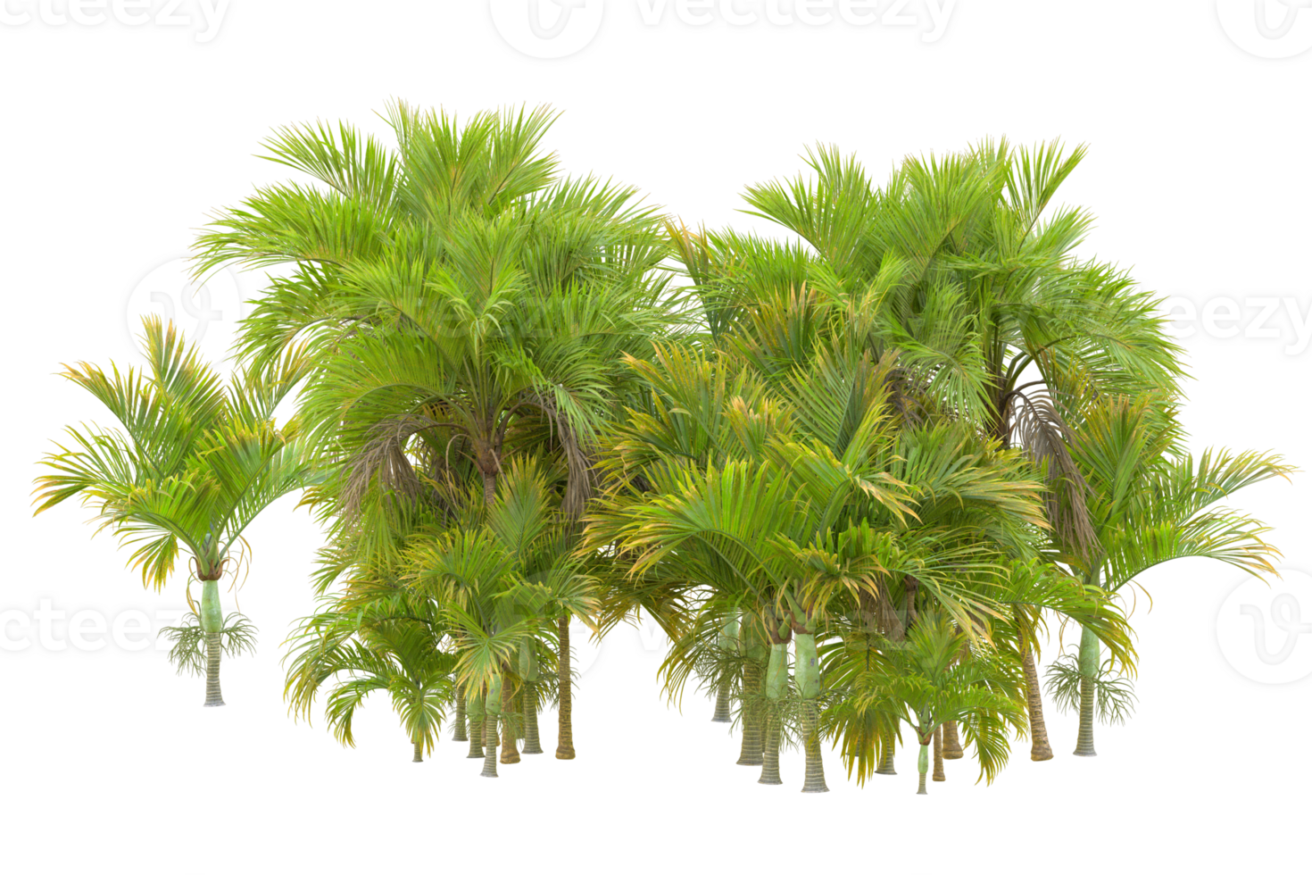 Tropical forest isolated on transparent background. 3d rendering - illustration png