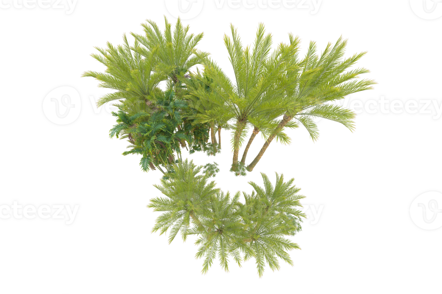 Tropical forest isolated on transparent background. 3d rendering - illustration png