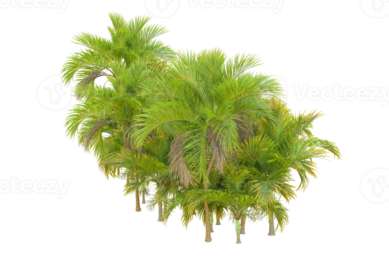 Tropical forest isolated on transparent background. 3d rendering - illustration png