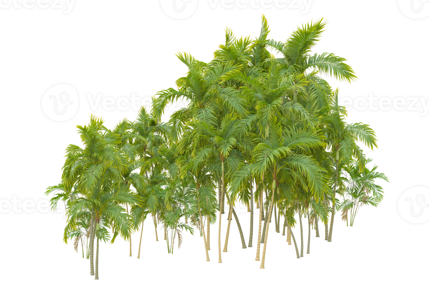 Tropical forest isolated on transparent background. 3d rendering - illustration png