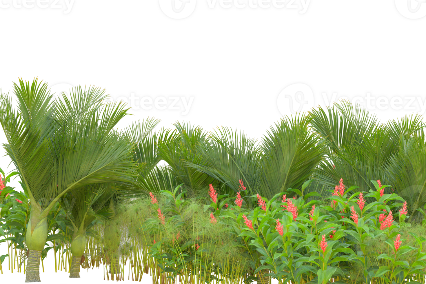 Tropical forest isolated on transparent background. 3d rendering - illustration png