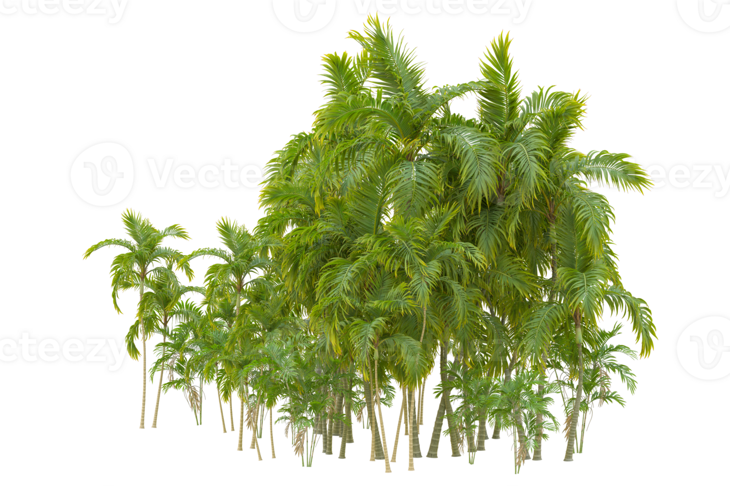 Tropical forest isolated on transparent background. 3d rendering - illustration png