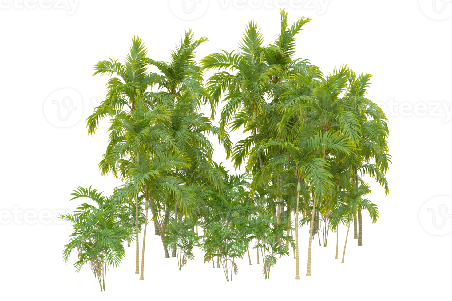 Tropical forest isolated on transparent background. 3d rendering - illustration png