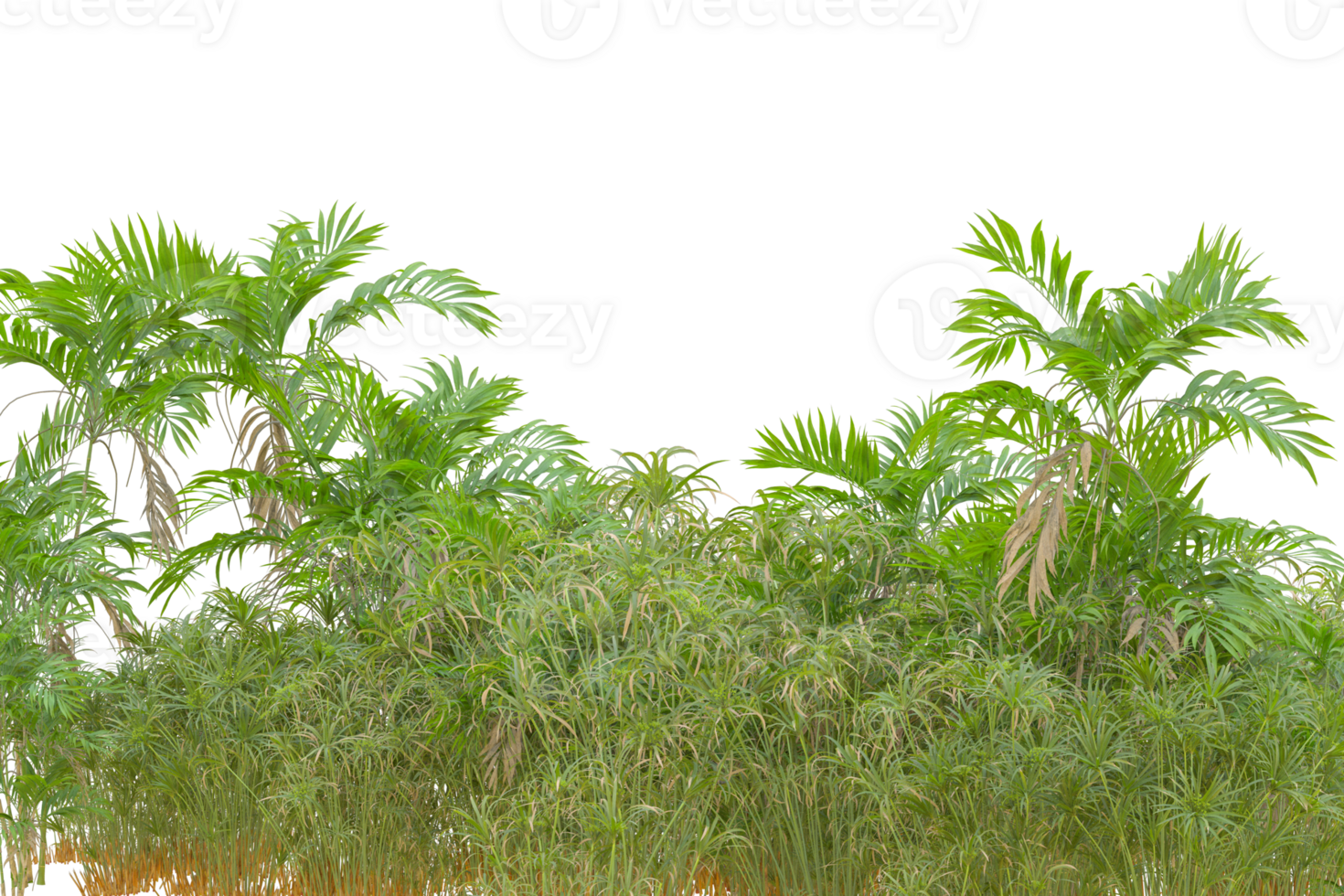 Tropical forest isolated on transparent background. 3d rendering - illustration png