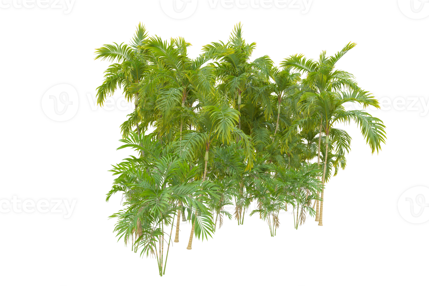 Tropical forest isolated on transparent background. 3d rendering - illustration png
