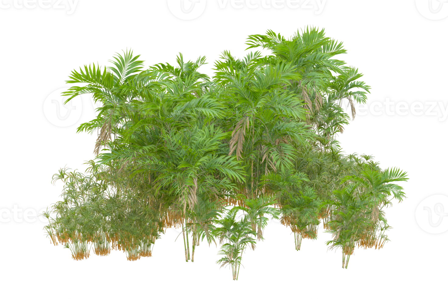 Tropical forest isolated on transparent background. 3d rendering - illustration png