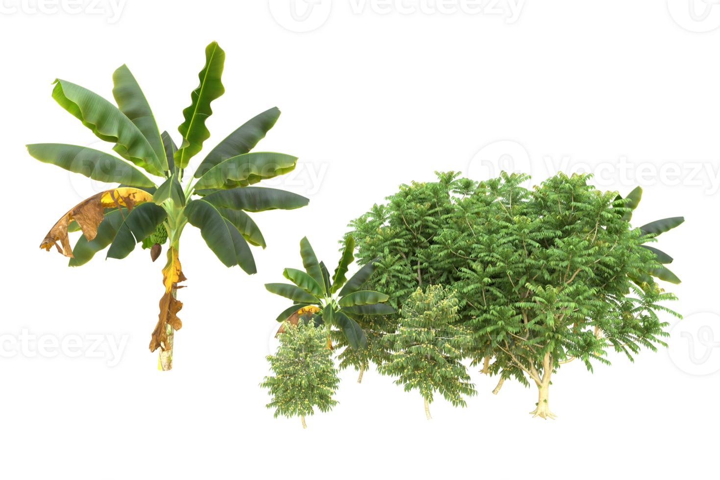 Realistic forest isolated on transparent background. 3d rendering - illustration png