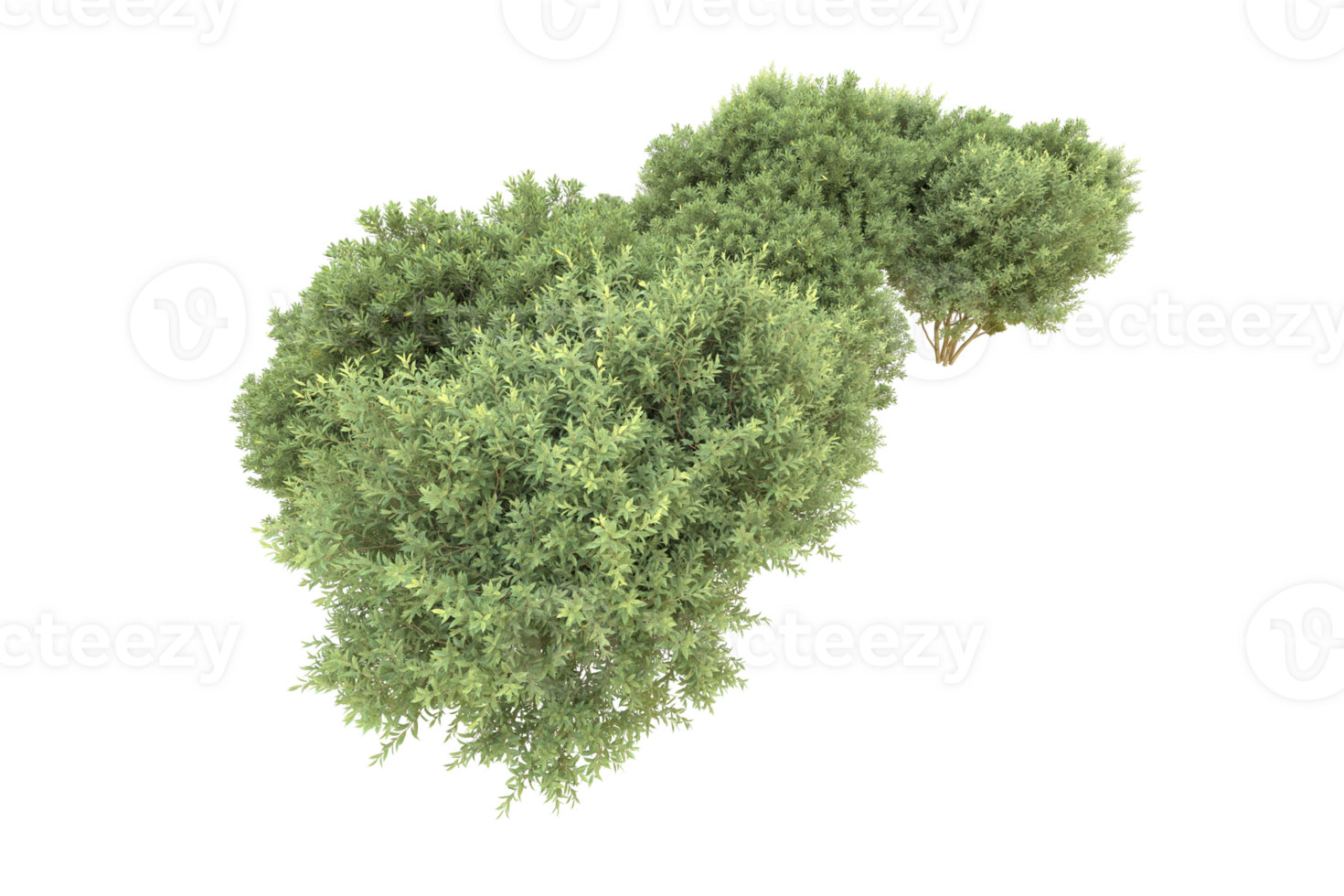 Realistic forest isolated on transparent background. 3d rendering - illustration png