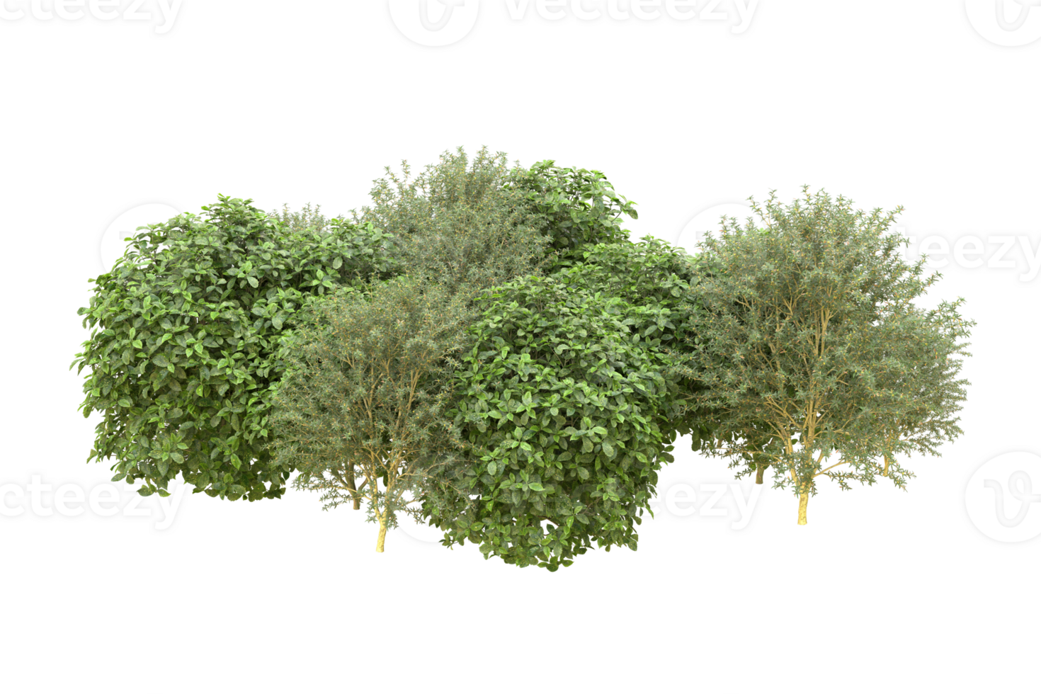 Realistic forest isolated on transparent background. 3d rendering - illustration png